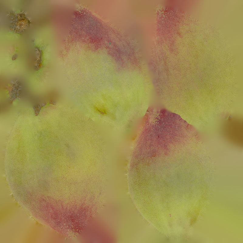 Anydrafts Flat peach 02 Low-poly 3D model_1