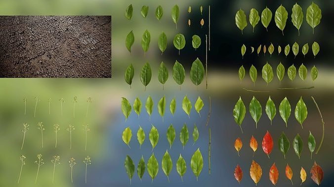 4K Cinnamomum Textures Pack Texture