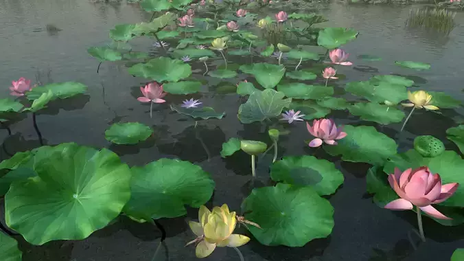 Lotus pond