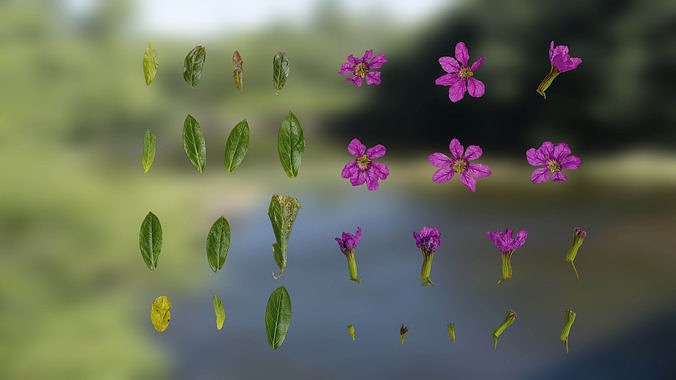 4K Cuphea Textures Pack Texture