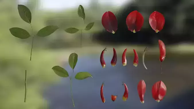 4K Erythrina Crista Galli Textures Pack 