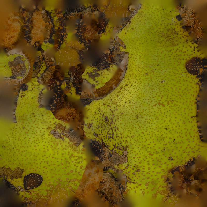 Anydrafts Pear 03 Low-poly 3D model_1