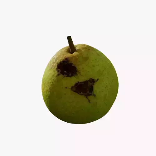 Anydrafts Pear 04
