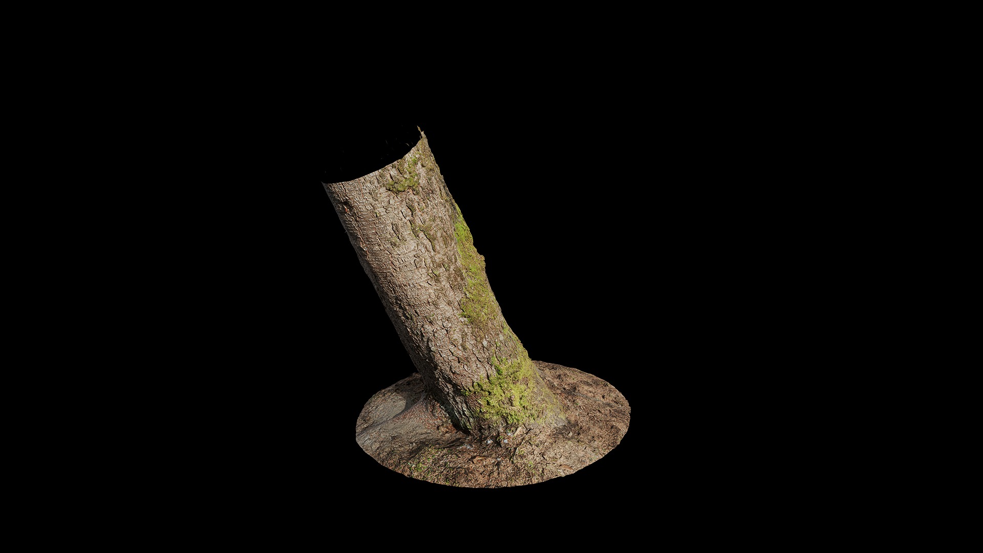 Anydrafts Abies fabri Trunk 11 Low-poly 3D model_4