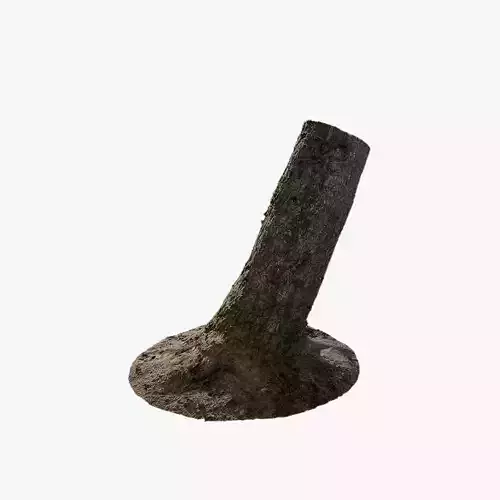 Anydrafts Abies fabri Trunk 11