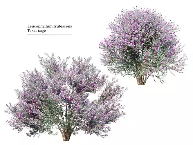 Leucophyllum frutescens