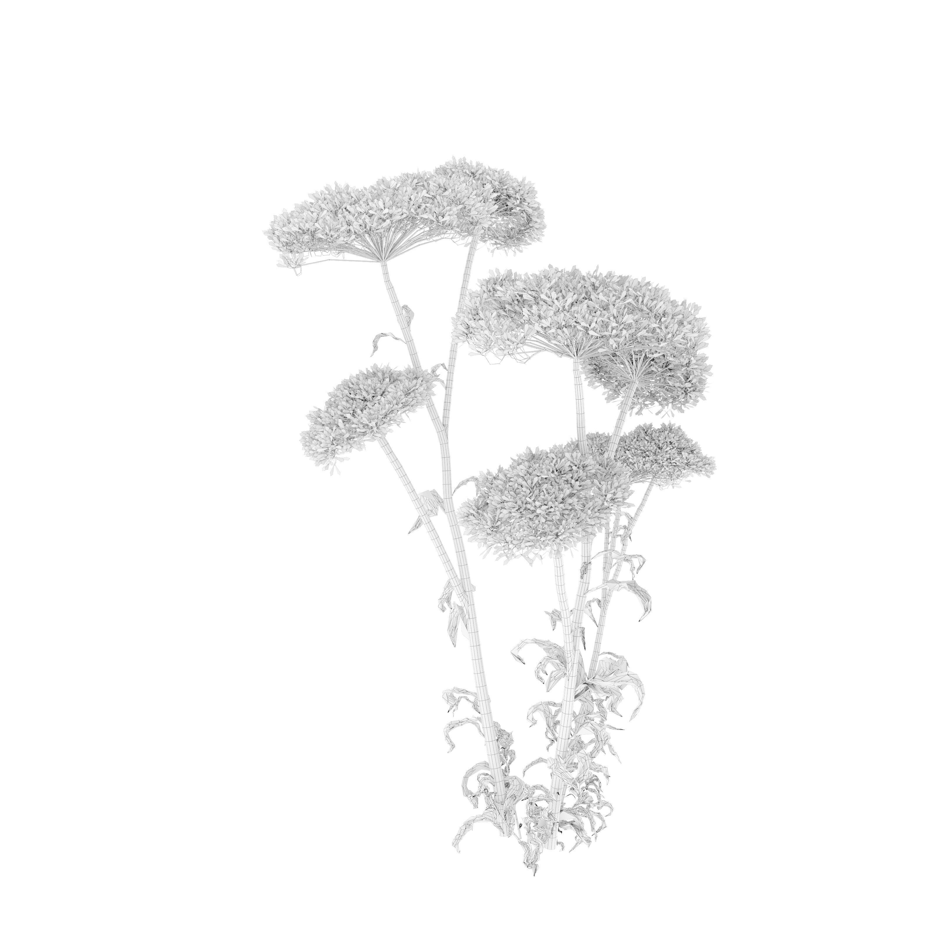 Sedum plant 3D model_4