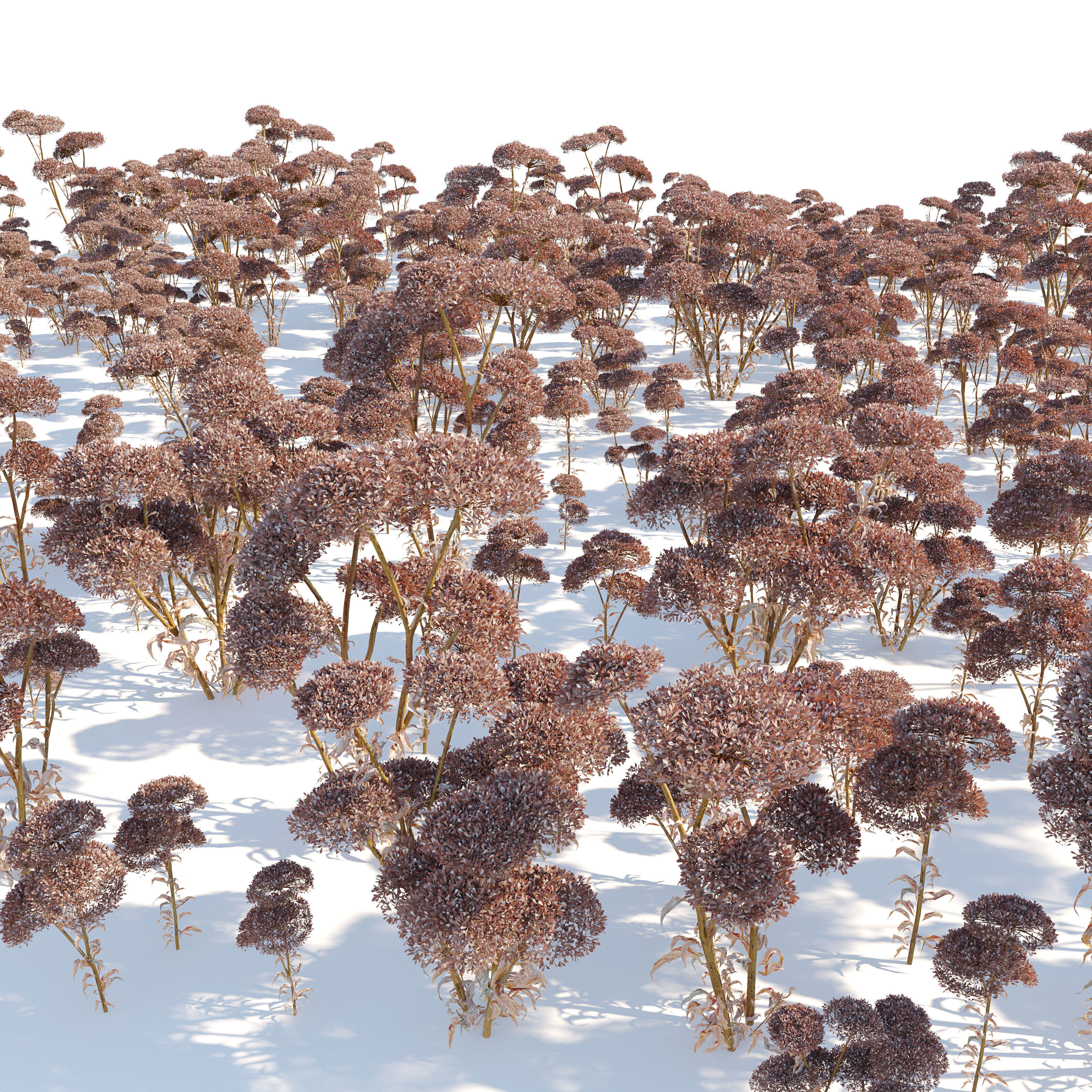 Sedum plant 3D model_2
