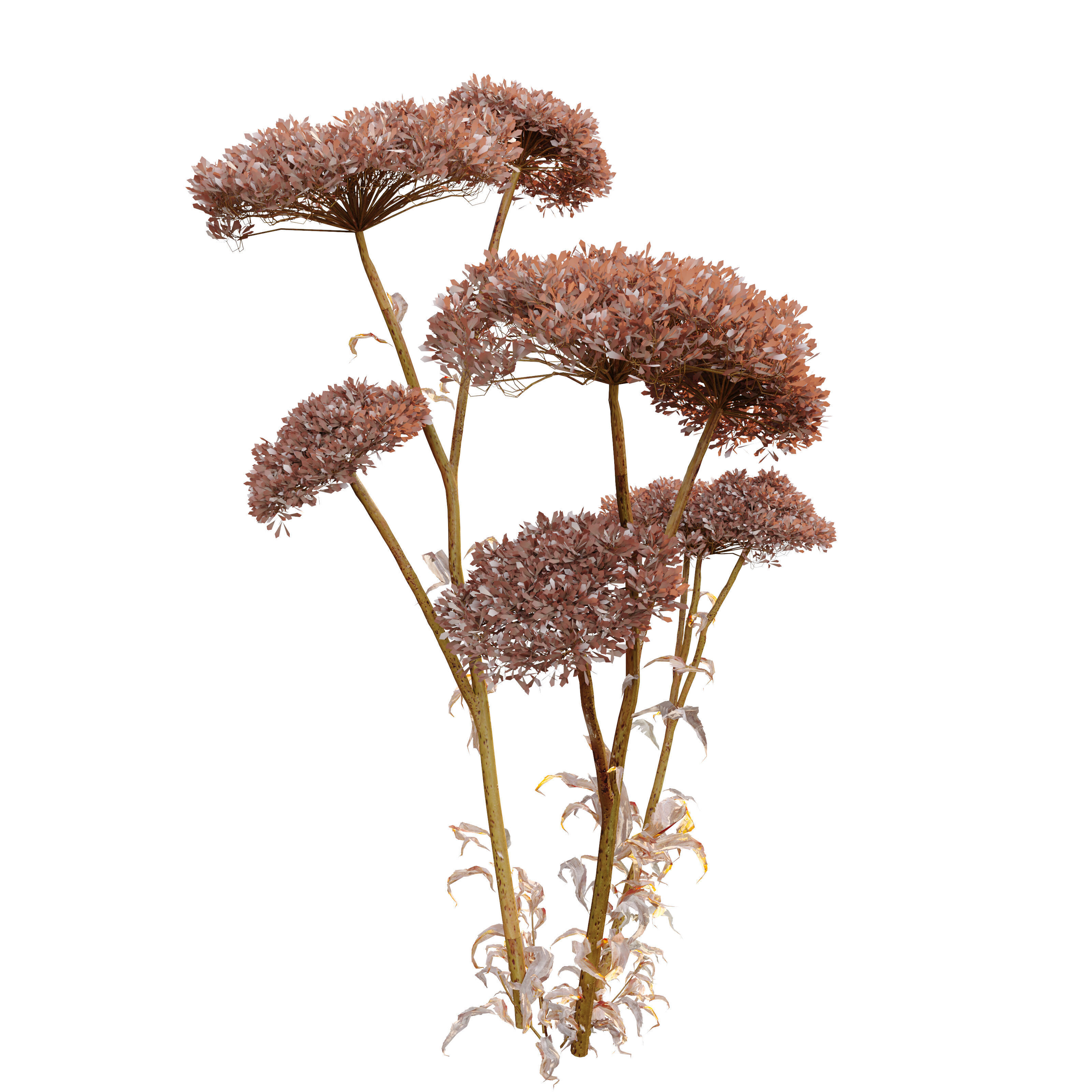 Sedum plant 3D model_1