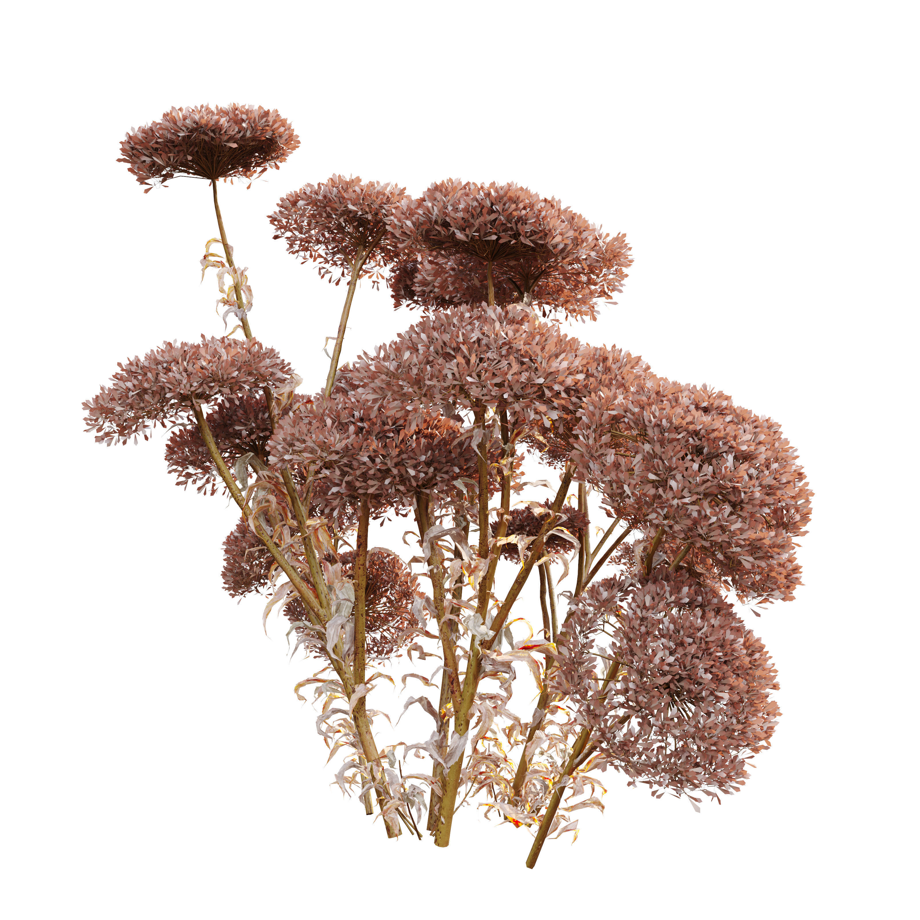 Sedum plant 3D model_3