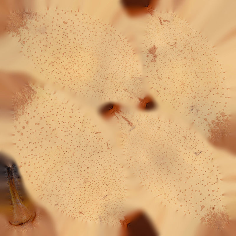 Anydrafts Pear 10 Low-poly 3D model_1