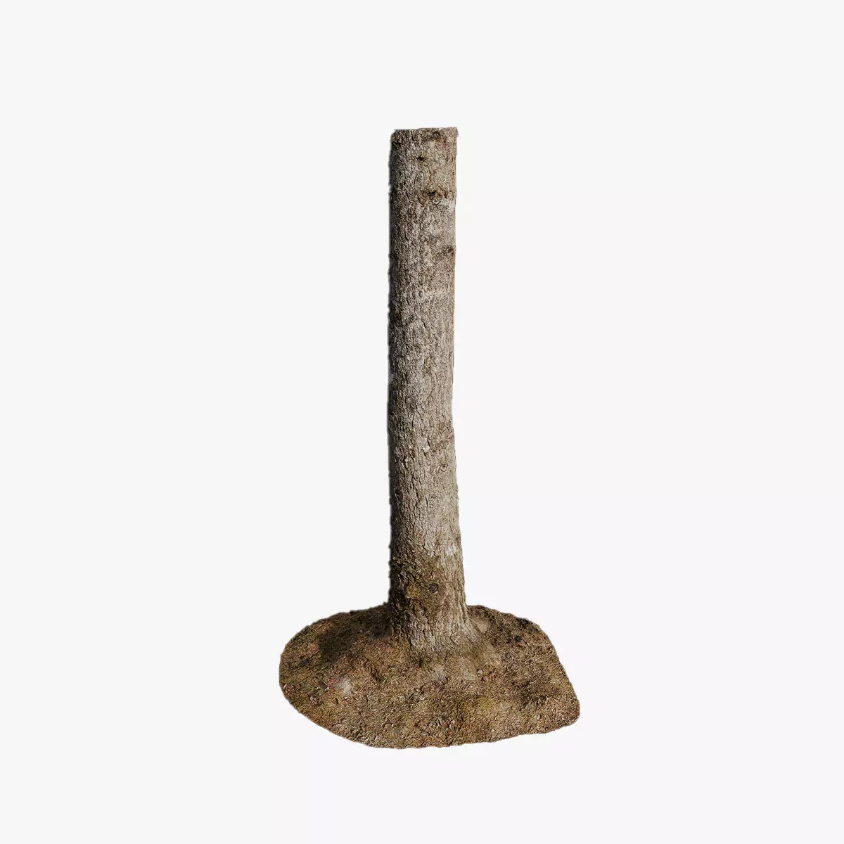 Anydrafts Abies fabri Trunk 14 Low-poly 3D model_0