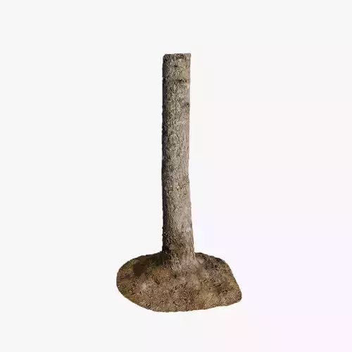 Anydrafts Abies fabri Trunk 14