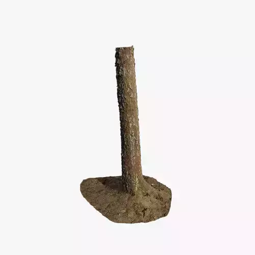 Anydrafts Abies fabri Trunk 15