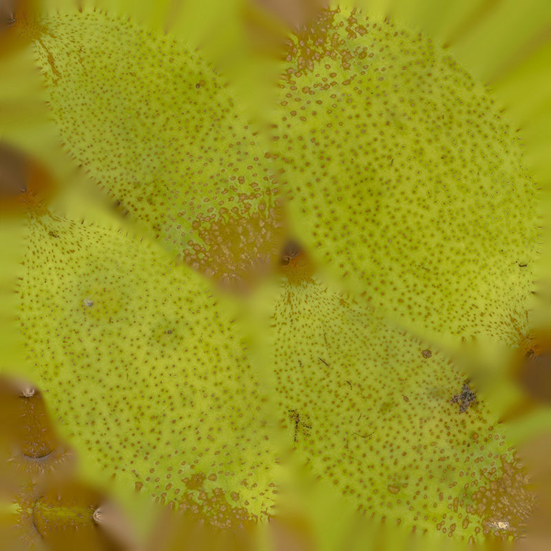 Anydrafts Pear 12 Low-poly 3D model_1