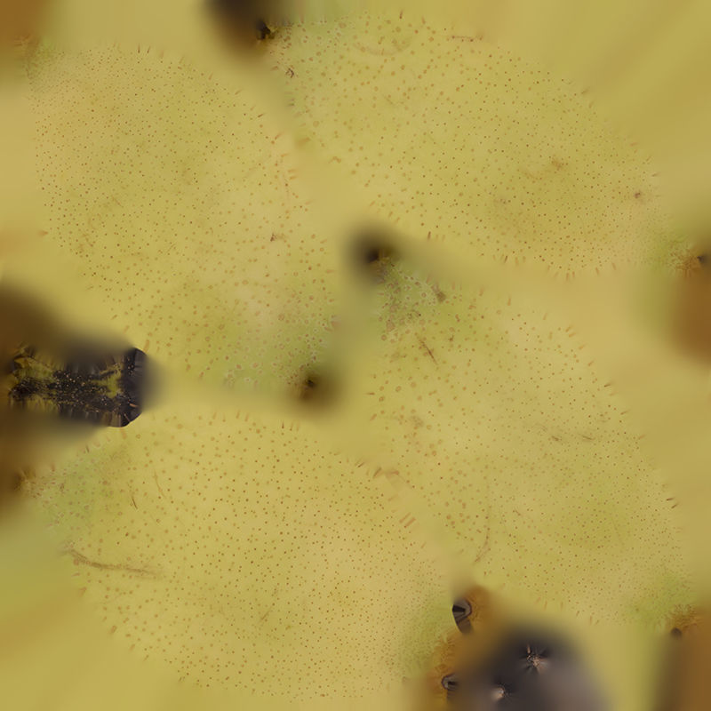 Anydrafts Pear 19 Low-poly 3D model_1