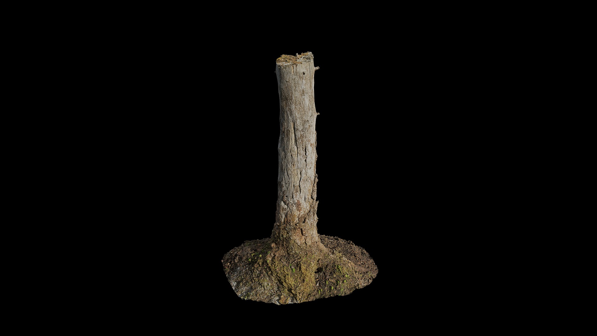 Anydrafts Abies fabri Trunk 16 Low-poly 3D model_2