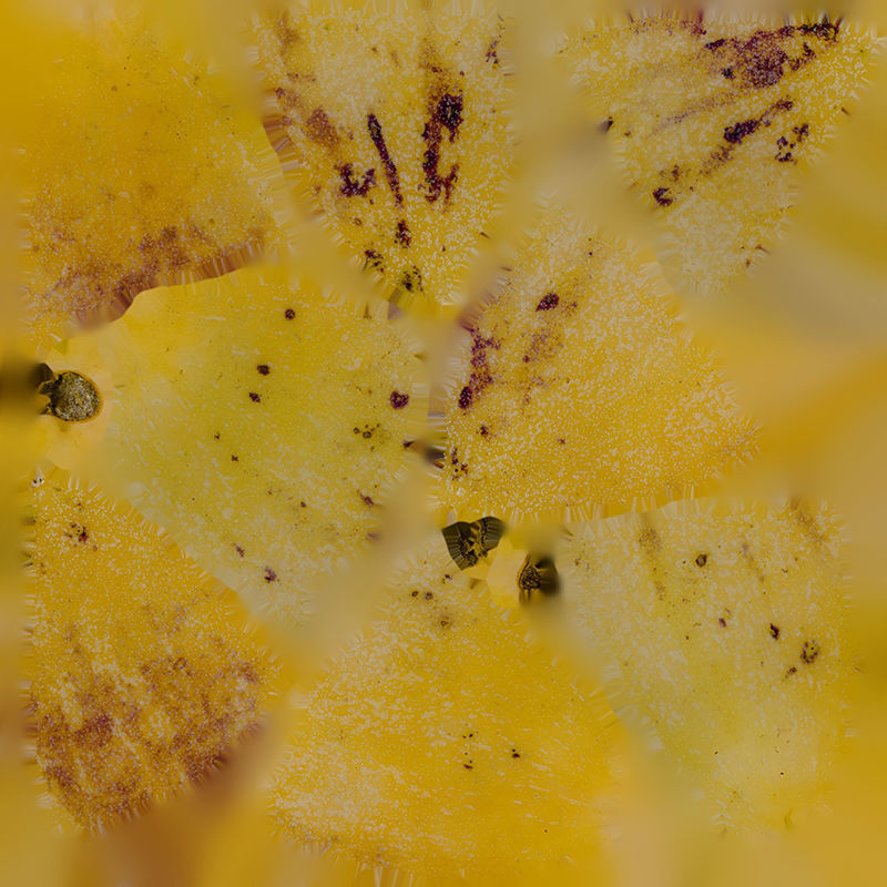 Anydrafts Solanum muricatum 03 Low-poly 3D model_1