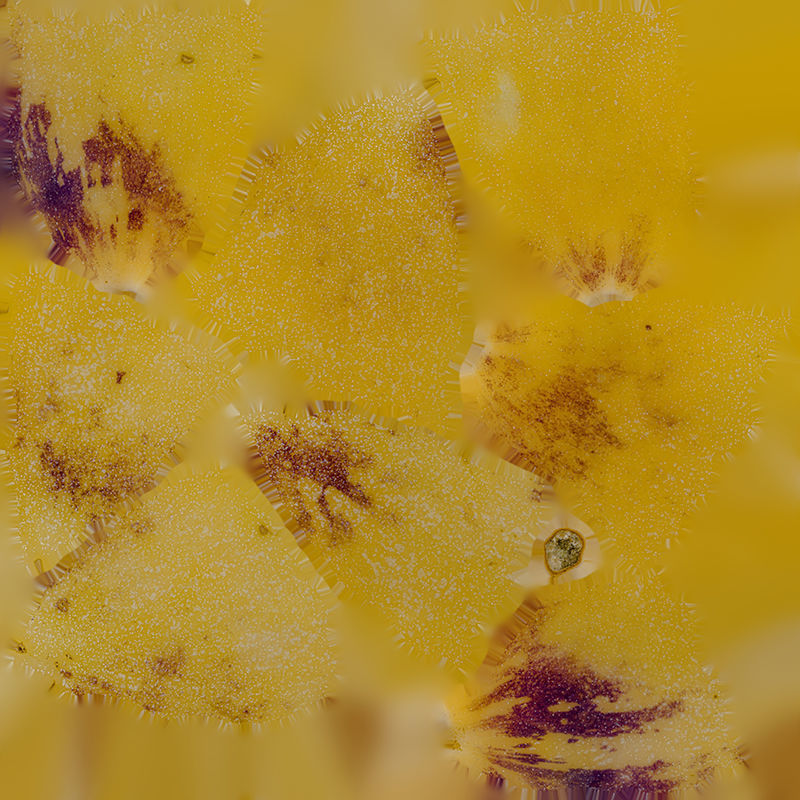 Anydrafts Solanum muricatum 04 Low-poly 3D model_7