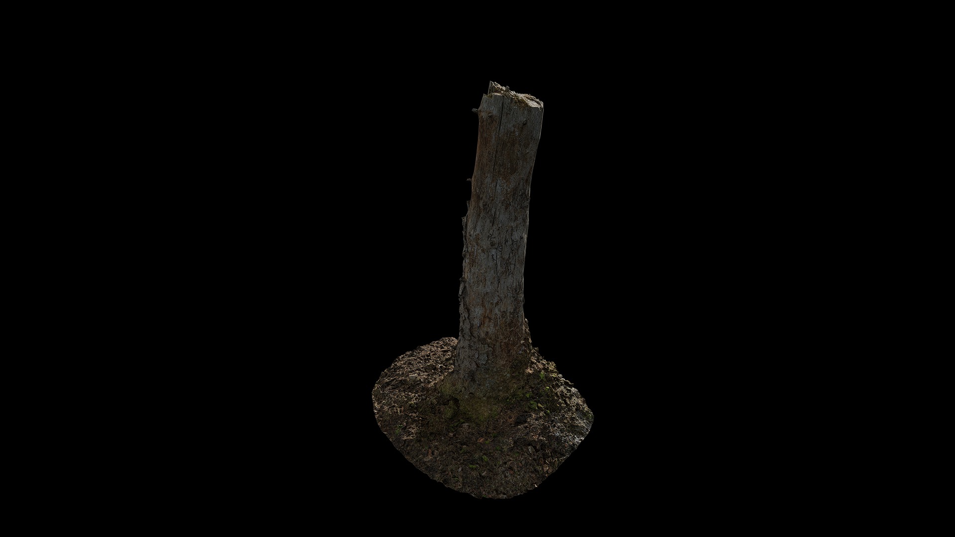 Anydrafts Abies fabri Trunk 16 Low-poly 3D model_7