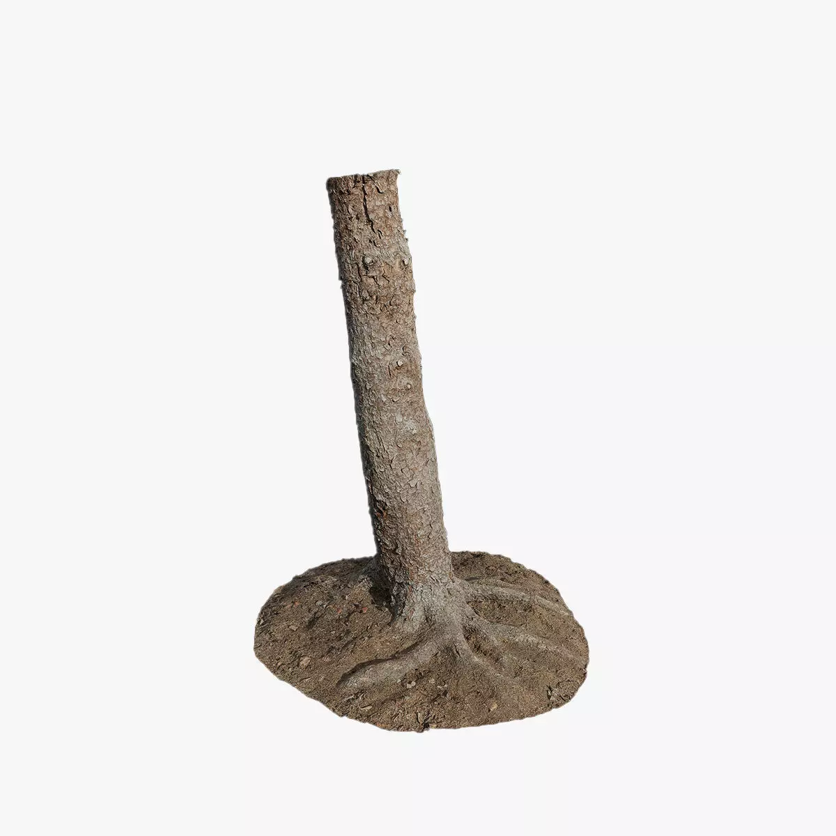 Anydrafts Abies fabri Trunk 18 Low-poly 3D model_0