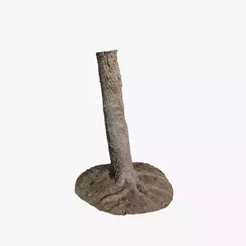 Anydrafts Abies fabri Trunk 18