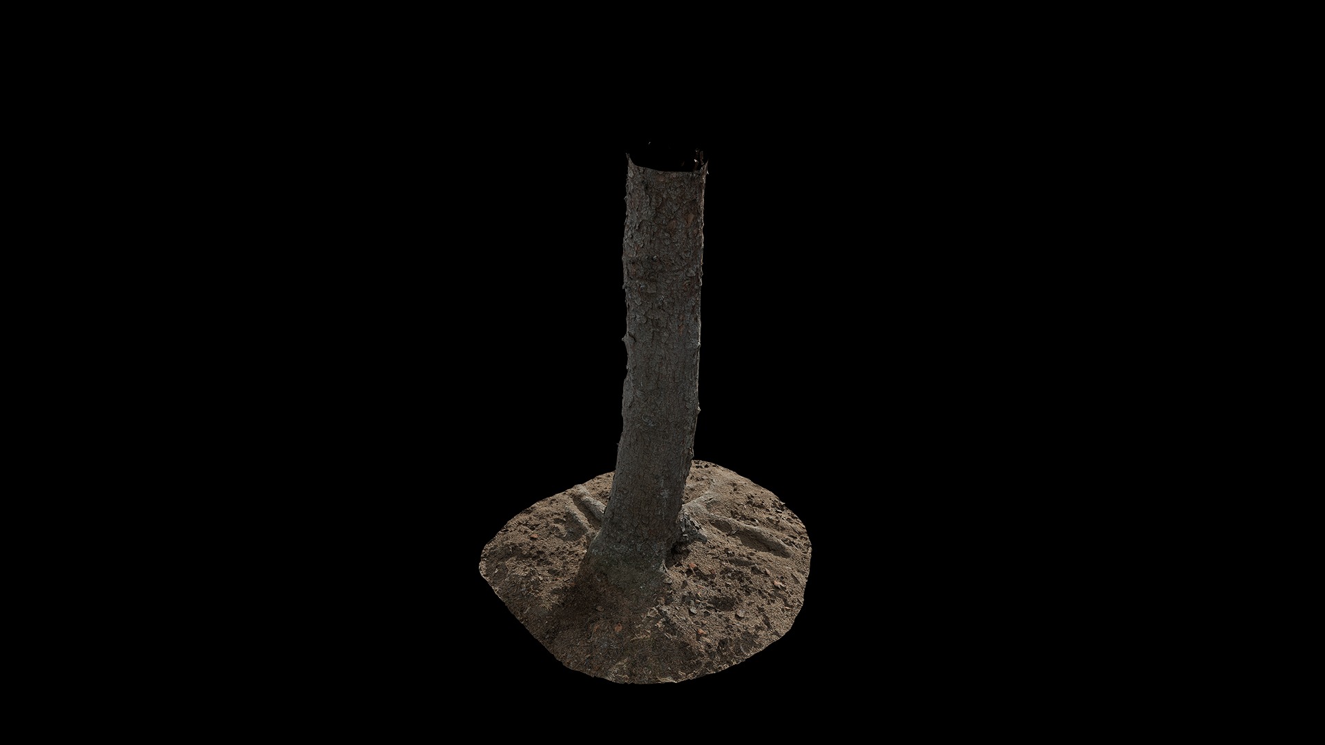 Anydrafts Abies fabri Trunk 18 Low-poly 3D model_7