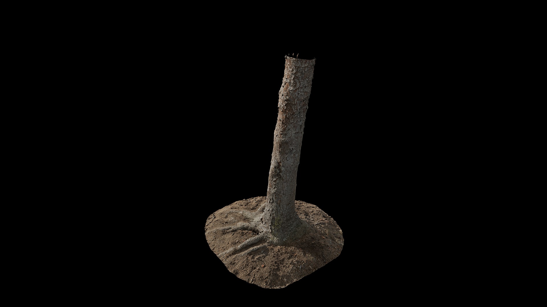 Anydrafts Abies fabri Trunk 18 Low-poly 3D model_5