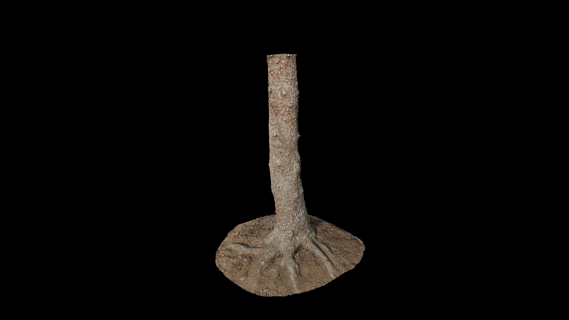 Anydrafts Abies fabri Trunk 18 Low-poly 3D model_6