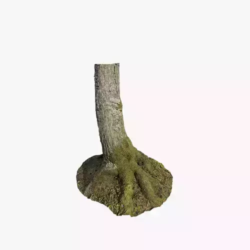 Anydrafts Abies Trunk 01