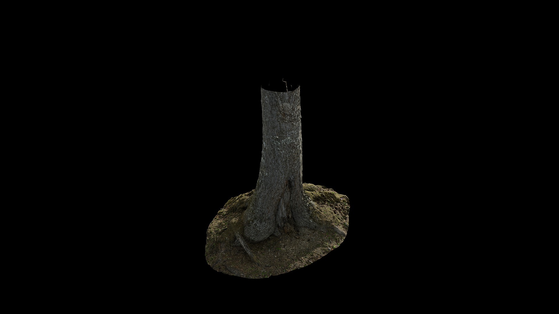 Anydrafts Abies Trunk 01 Low-poly 3D model_7