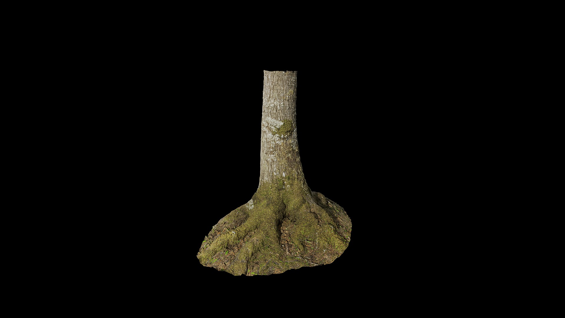 Anydrafts Abies Trunk 01 Low-poly 3D model_6