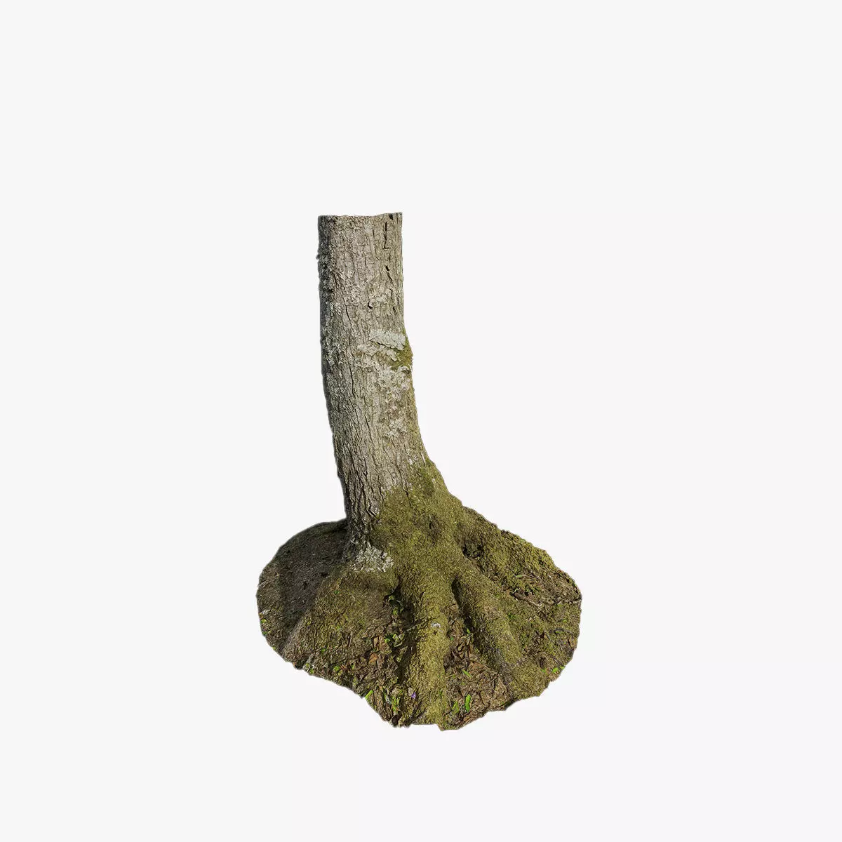 Anydrafts Abies Trunk 01 Low-poly 3D model_0