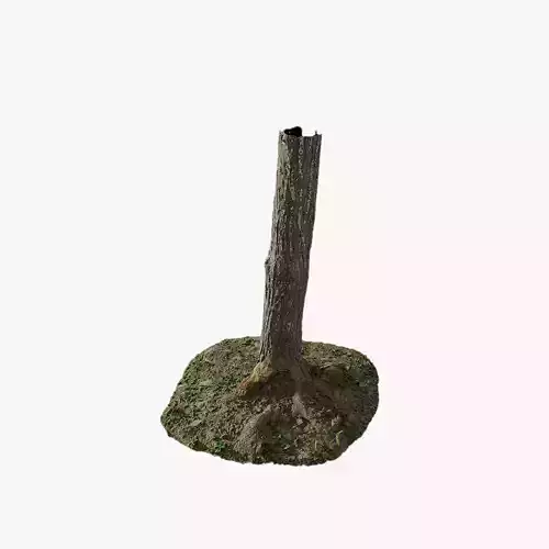 Anydrafts Abies Trunk 02