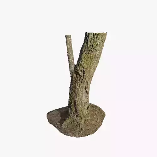 Anydrafts Abies Trunk 03