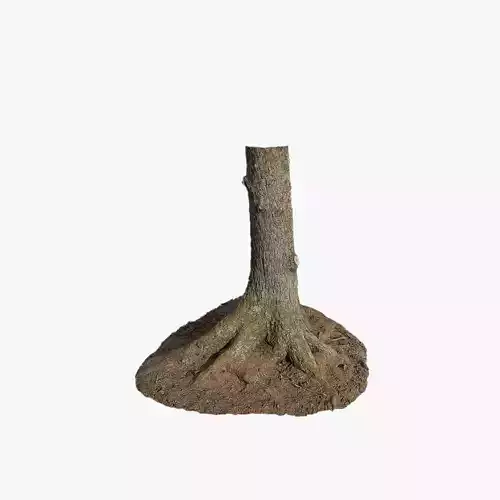 Anydrafts Abies Trunk 04