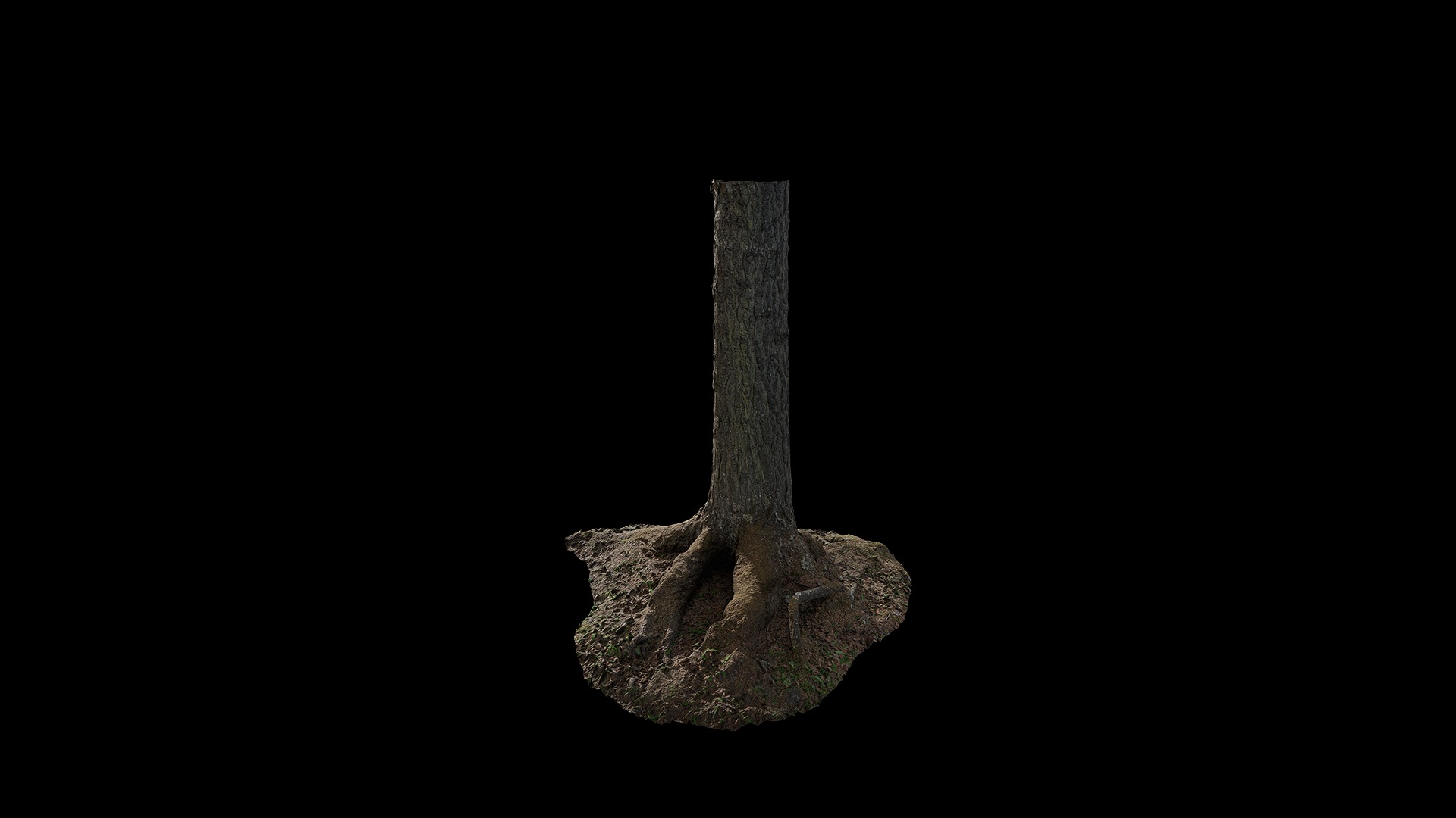 Anydrafts Abies Trunk 06 Low-poly 3D model_4