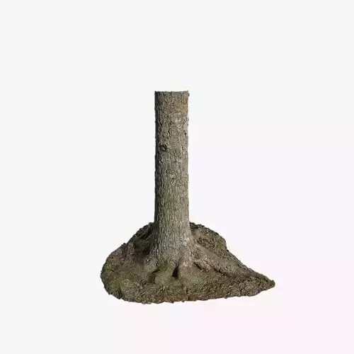 Anydrafts Abies Trunk 06