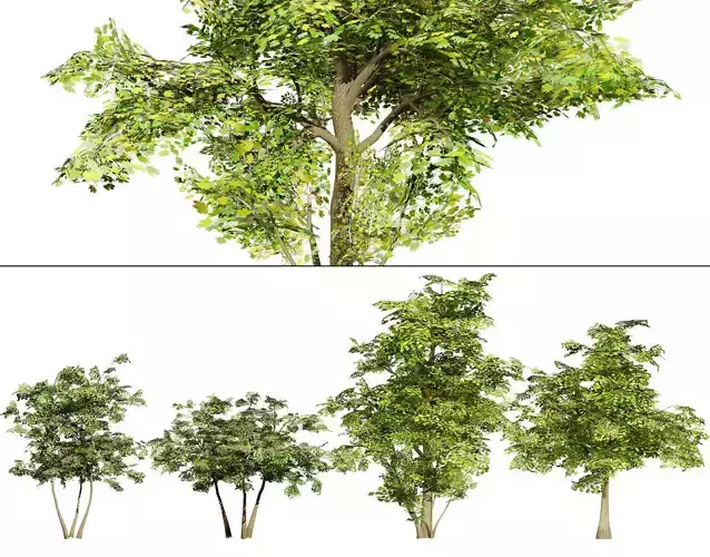 Maple Tree 3D Model