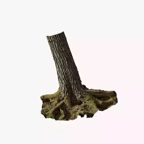 Anydrafts Abies Trunk 13