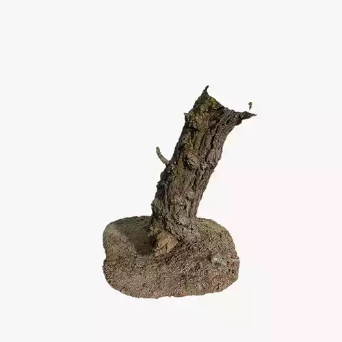 Anydrafts Abies Trunk 14