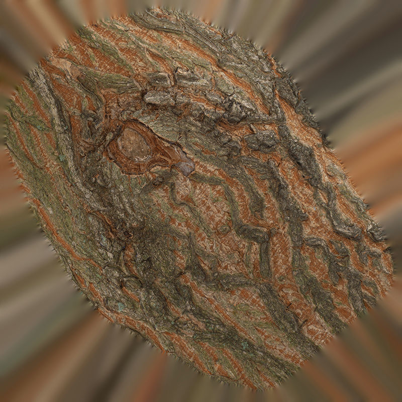 Anydrafts Acer palmatum Burl 01 Low-poly 3D model_1