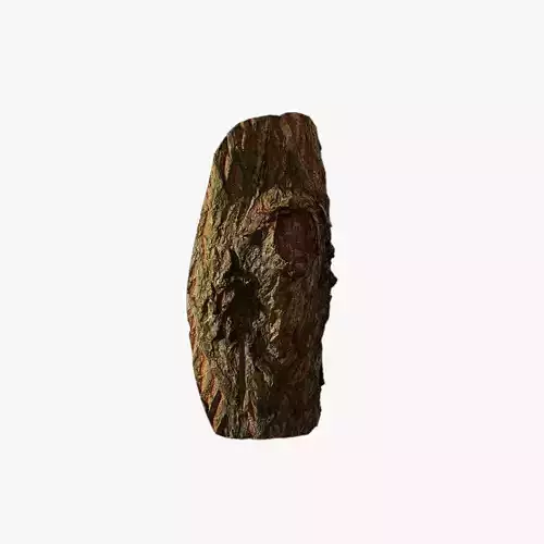 Anydrafts Acer palmatum Burl 01