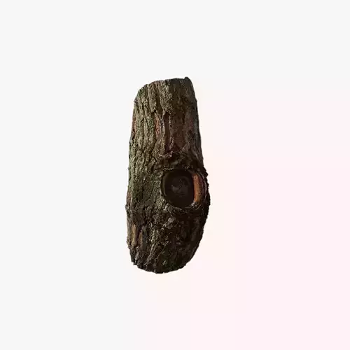 Anydrafts Acer palmatum Burl 02