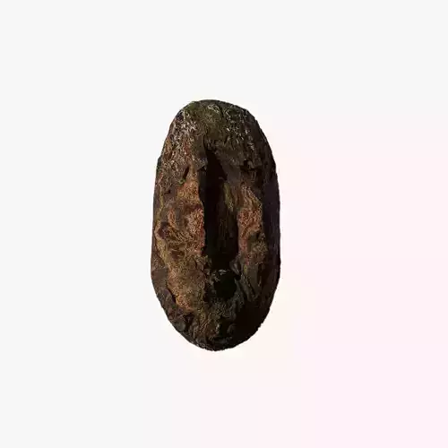 Anydrafts Acer palmatum Burl 04