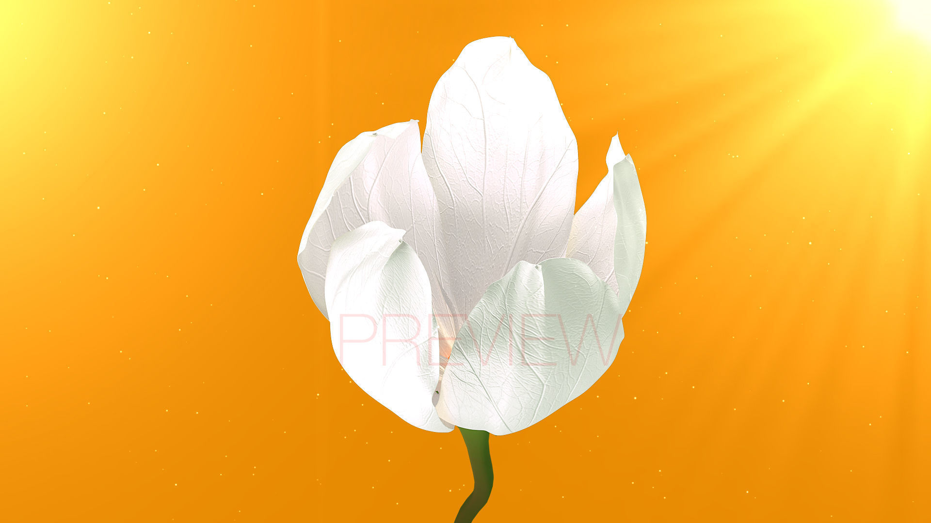 Realistic Jasmine Flower Bloom Animation 3D model_8