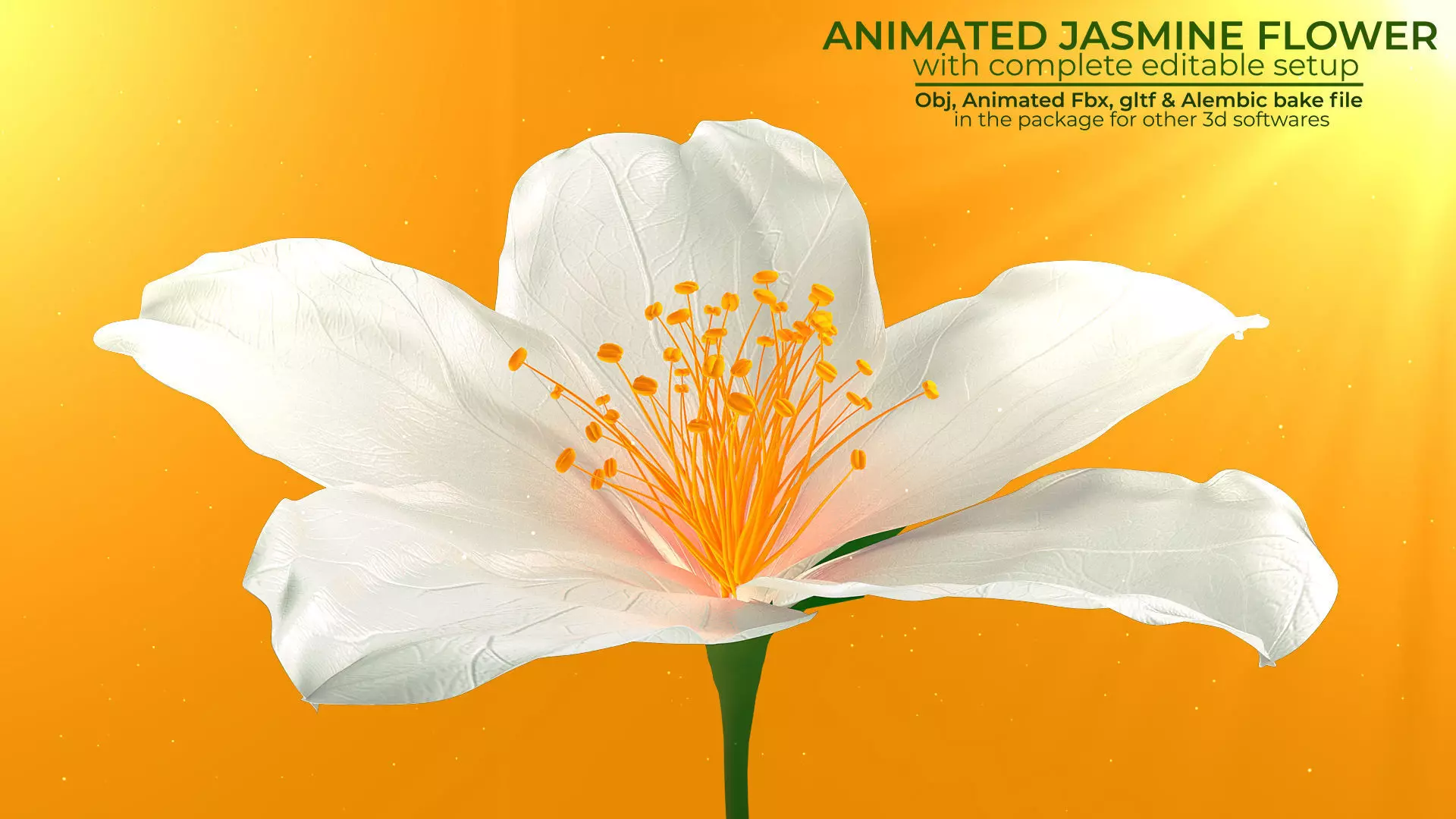 Realistic Jasmine Flower Bloom Animation 3D model_0
