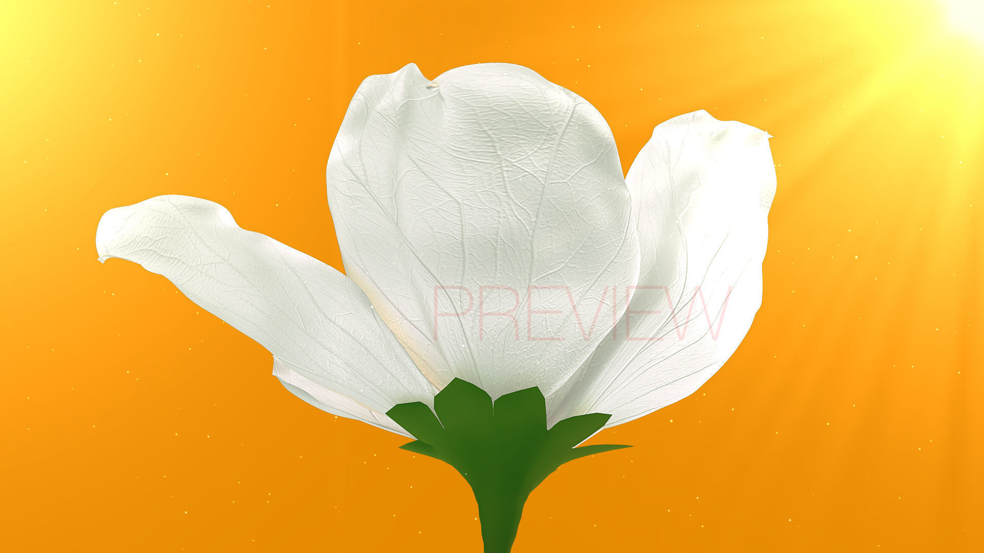 Realistic Jasmine Flower Bloom Animation 3D model_9