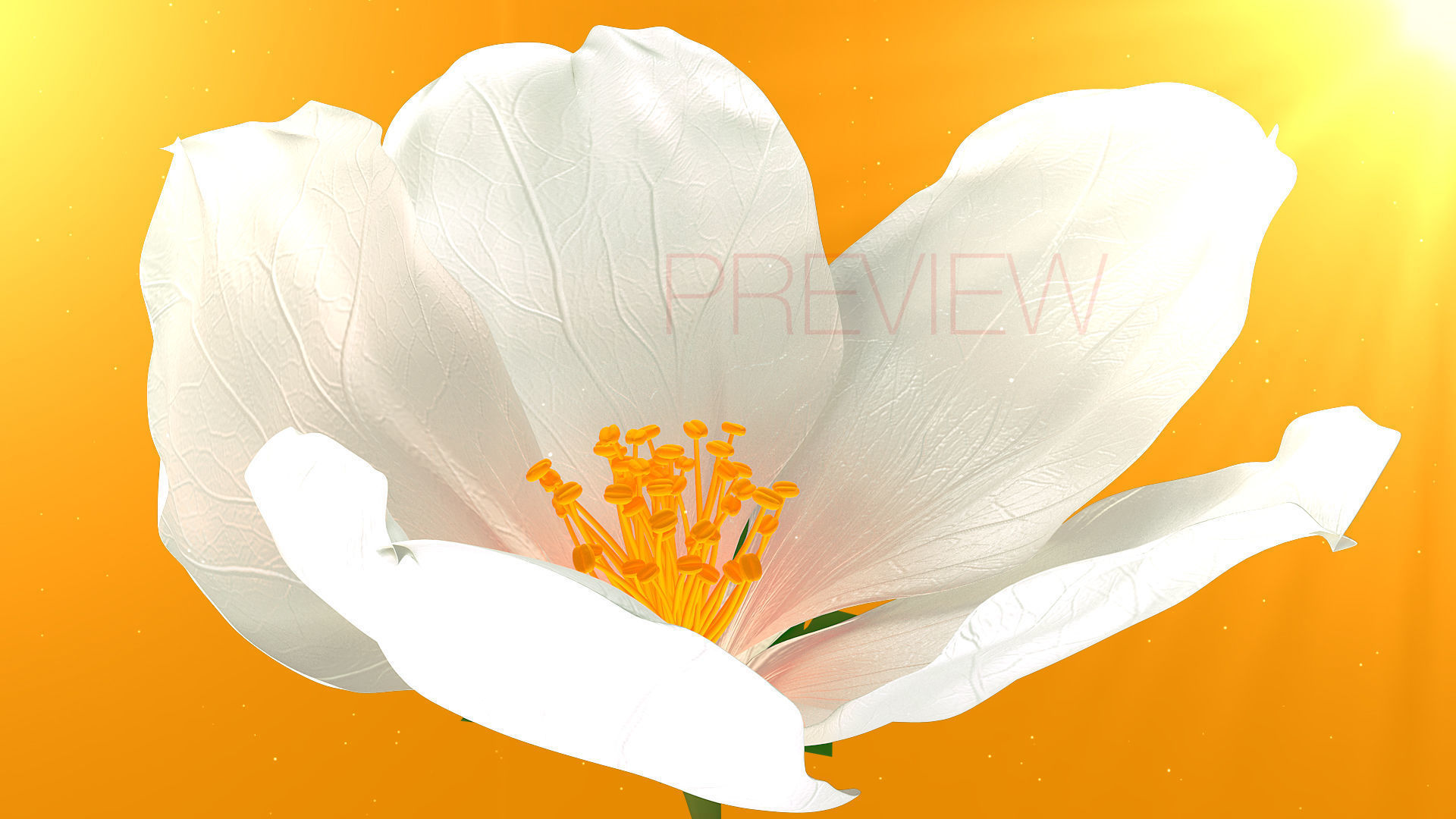 Realistic Jasmine Flower Bloom Animation 3D model_6