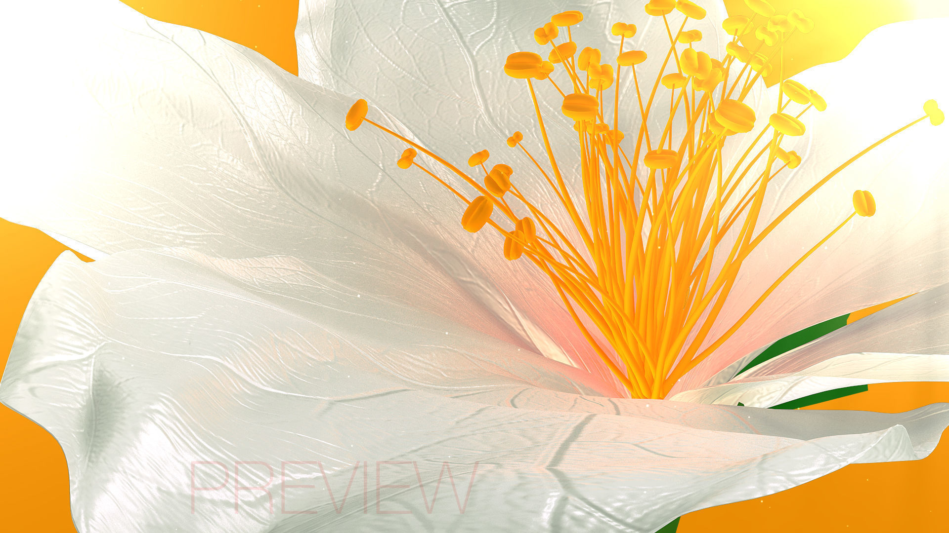 Realistic Jasmine Flower Bloom Animation 3D model_10